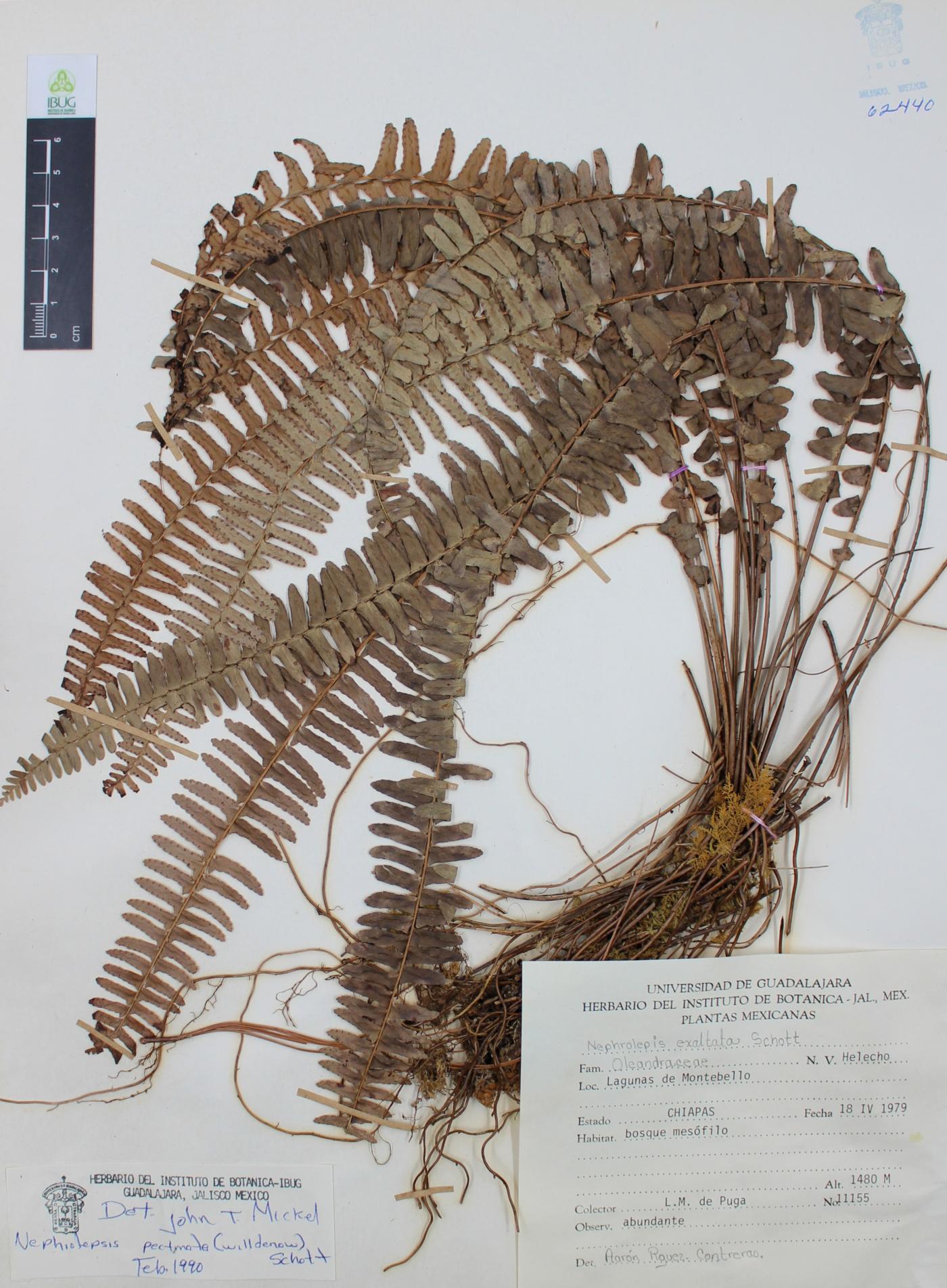 Nephrolepis pectinata image