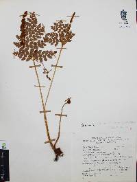Anemia karwinskyana image