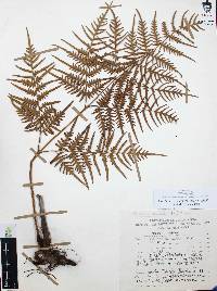 Pteridium aquilinum var. feei image