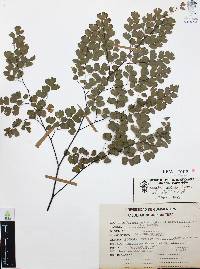 Adiantum andicola image