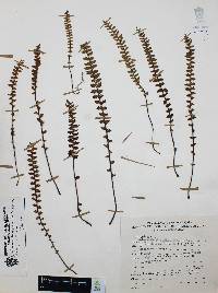 Myriopteris aurea image