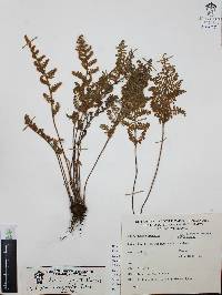 Myriopteris myriophylla image