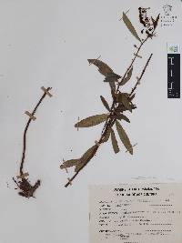 Comarostaphylis discolor image