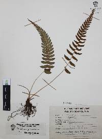 Blechnum glandulosum image