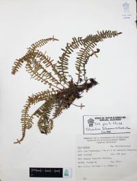 Polypodium furfuraceum image