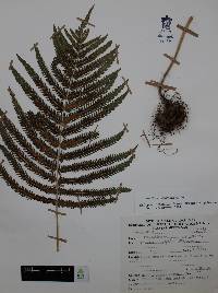 Thelypteris puberula image