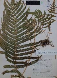 Thelypteris puberula image