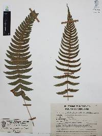 Blechnum glandulosum image
