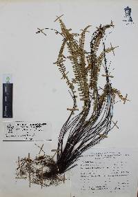 Asplenium monanthes image