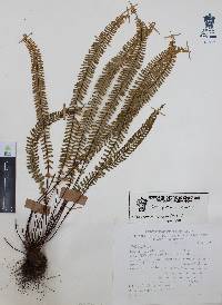 Asplenium monanthes image