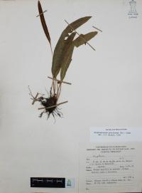 Elaphoglossum petiolatum image
