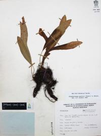 Elaphoglossum muelleri image