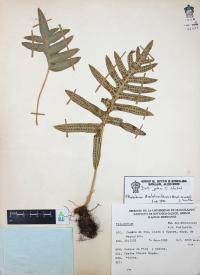 Phlebodium areolatum image