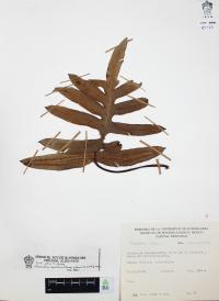 Phlebodium areolatum image