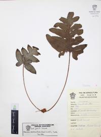 Phlebodium areolatum image