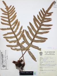 Phlebodium areolatum image
