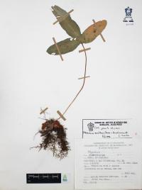 Phlebodium areolatum image