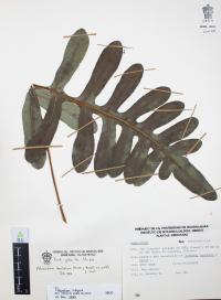 Phlebodium areolatum image
