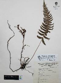 Blechnum glandulosum image