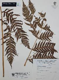 Woodwardia spinulosa image