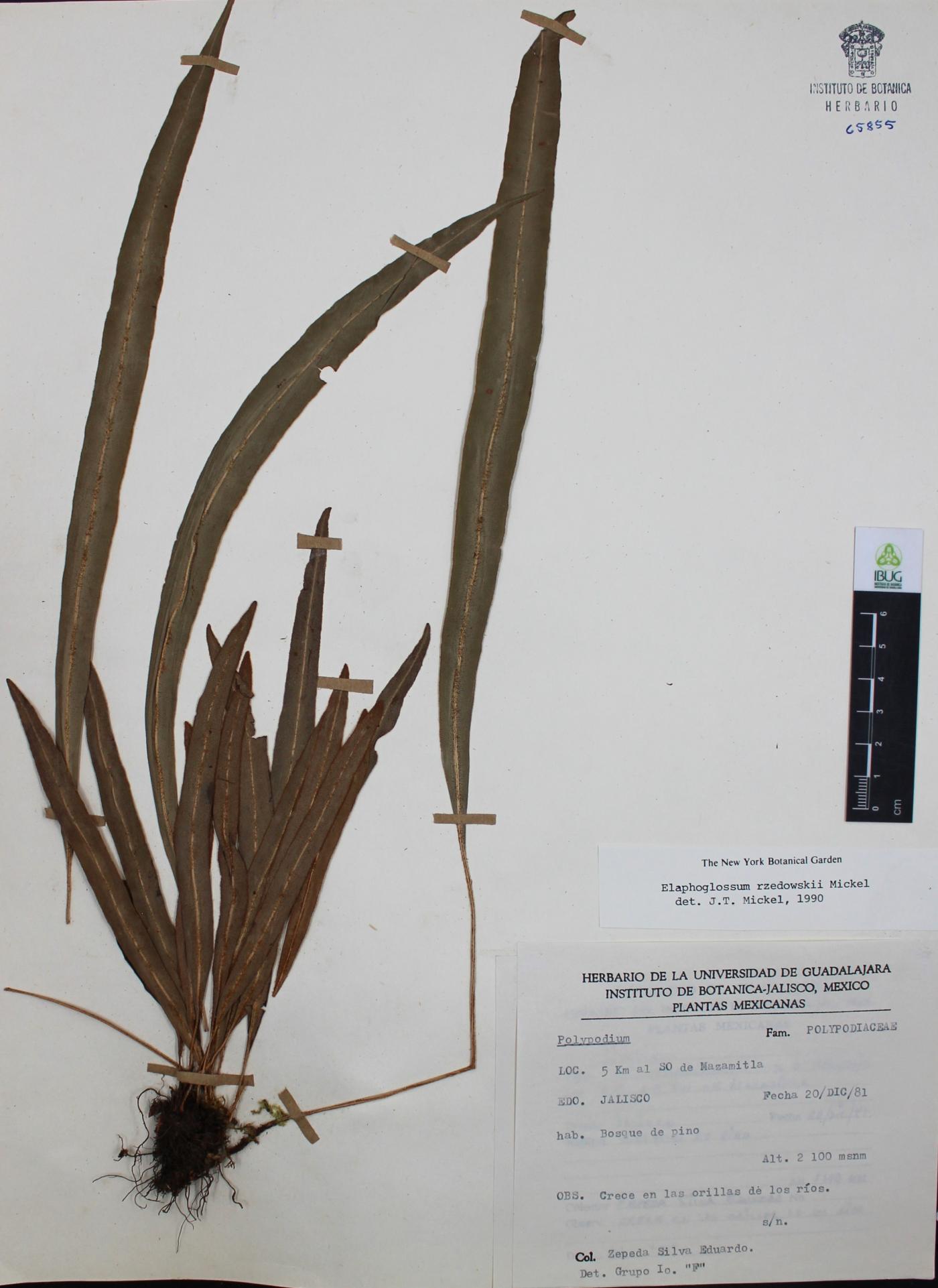 Elaphoglossum rzedowskii image