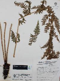 Athyrium bourgaei image