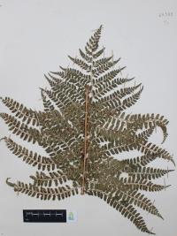 Polystichum distans image