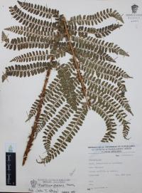 Polystichum distans image