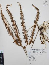 Gleichenia pubescens image