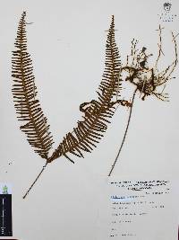 Gleichenia pubescens image