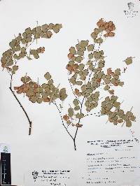 Adiantum andicola image