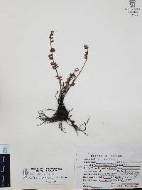Myriopteris aurea image