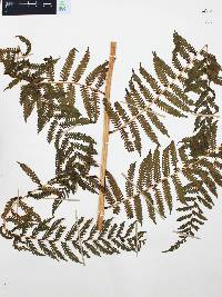 Cyathea costaricensis image
