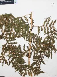 Cyathea costaricensis image