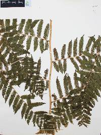Cyathea costaricensis image