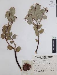 Arctostaphylos peninsularis image