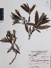 Comarostaphylis discolor image