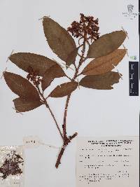 Comarostaphylis longifolia image