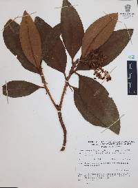 Comarostaphylis longifolia image