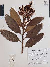 Comarostaphylis longifolia image