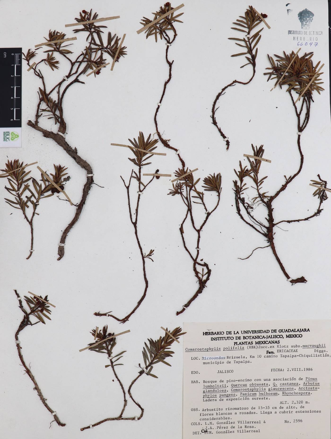 Comarostaphylis discolor subsp. macvaughii image