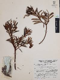 Comarostaphylis polifolia image