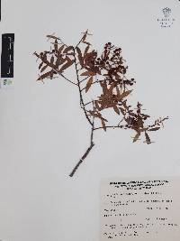 Vaccinium stenophyllum image