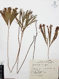 Schizaea elegans image