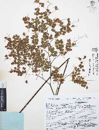 Adiantum andicola image