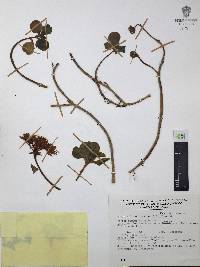 Sedum obcordatum image