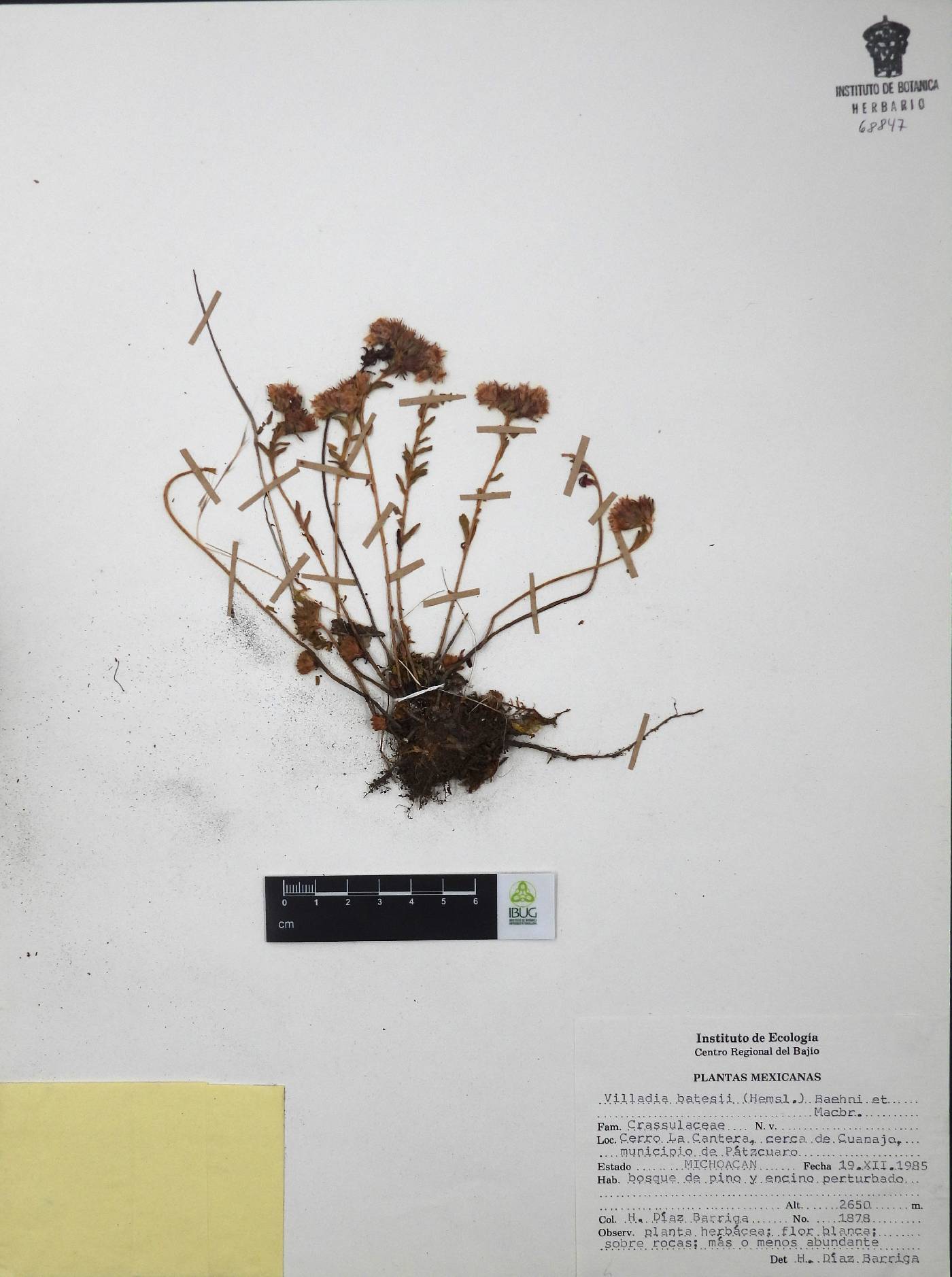 Villadia batesii image