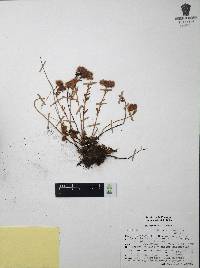 Villadia batesii image