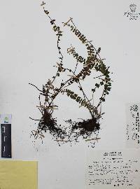 Asplenium castaneum image