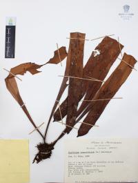 Niphidium crassifolium image